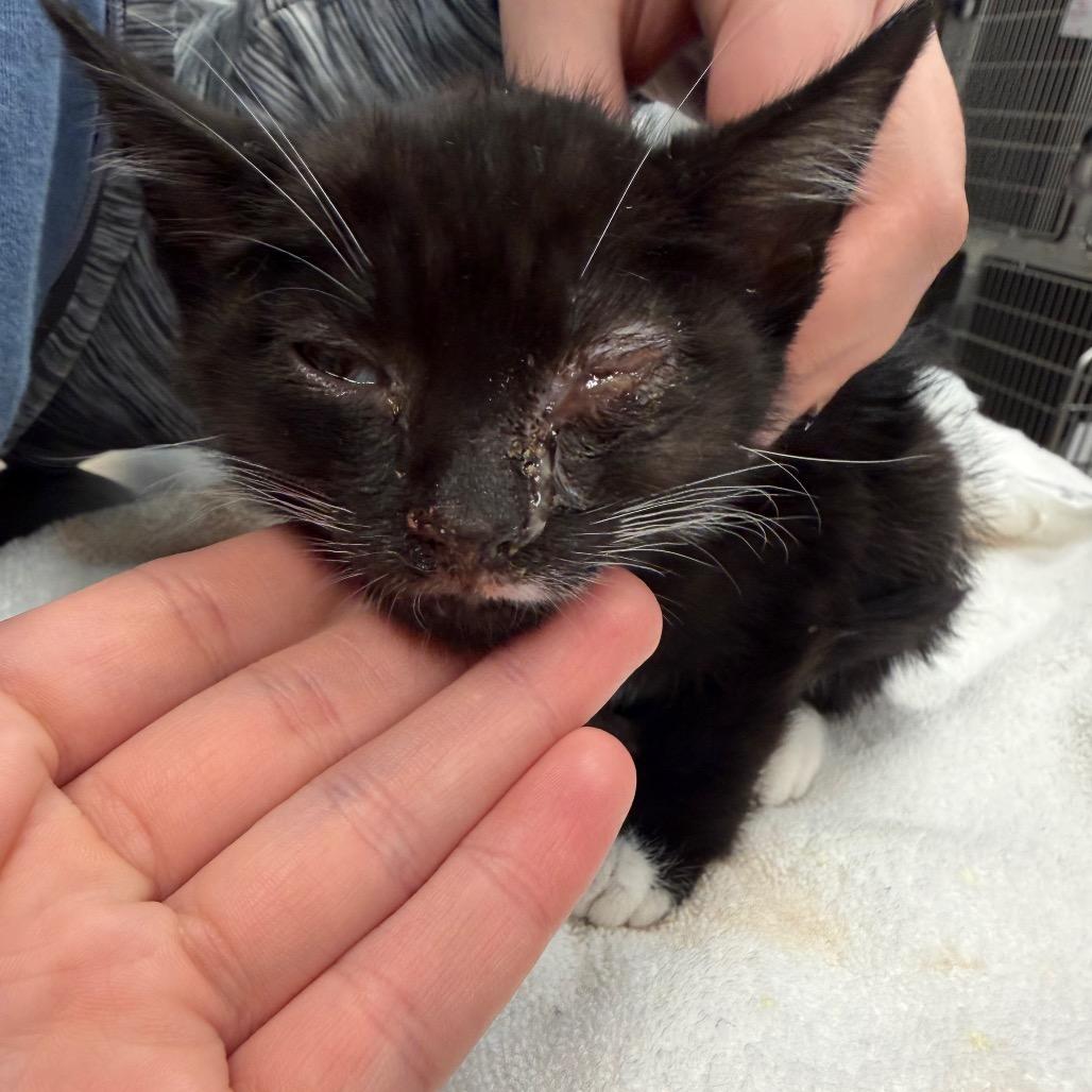 Wrigley, Adoptable, Kitten Male Domestic Short Hair.