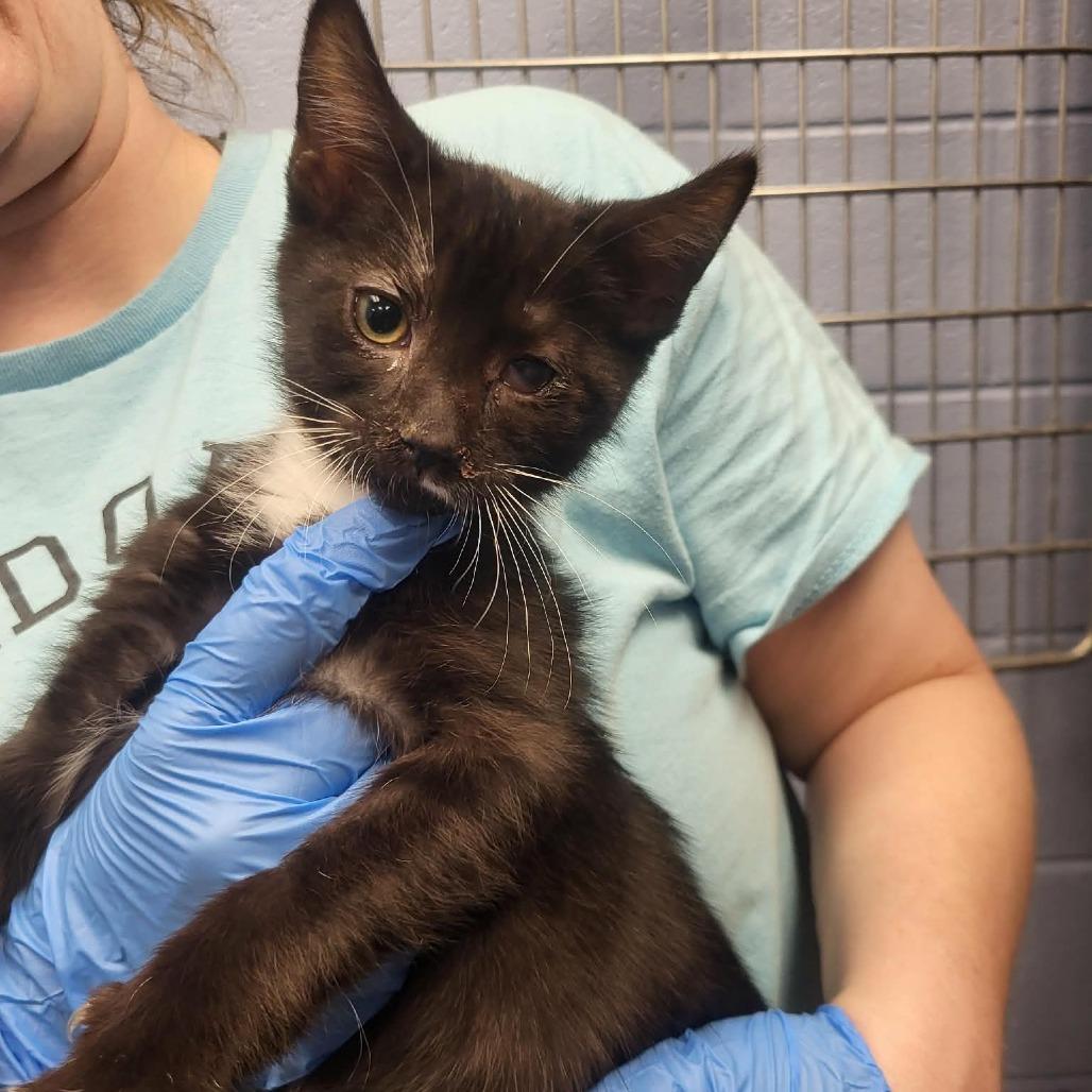 Enlarge Wrigley, a Adoptable Domestic Short Hair in Martinsville, VA image 2/2