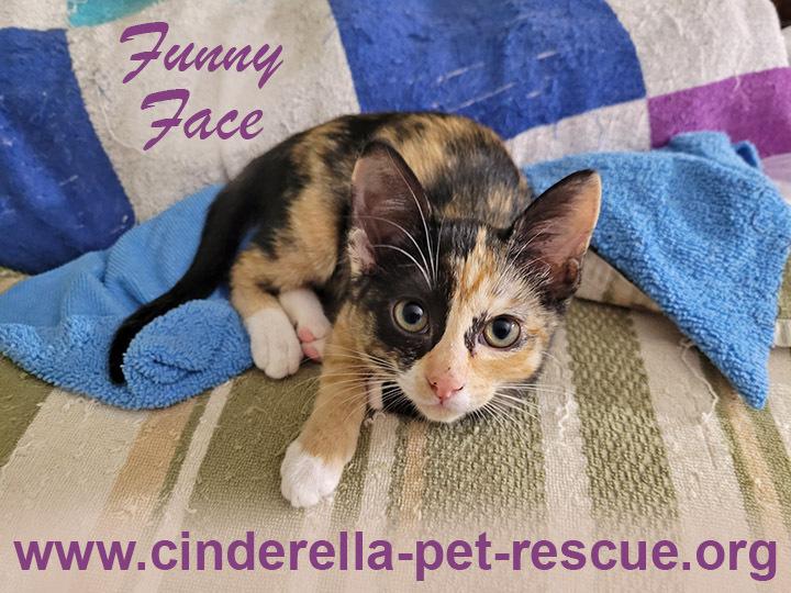 Enlarge Funny Face, a Adoptable Domestic Short Hair in Mission, TX image 1/2