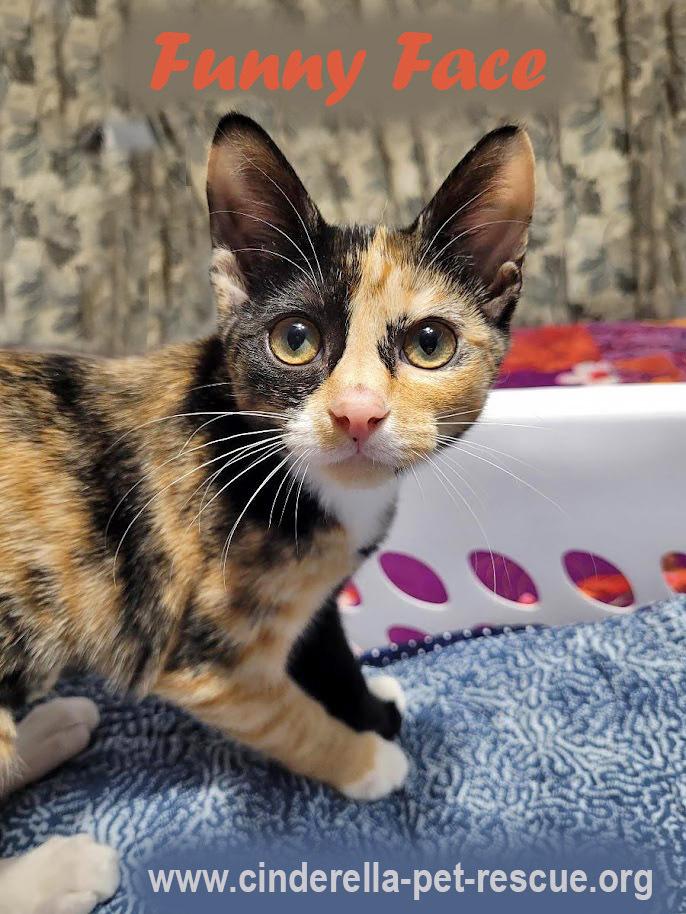 Enlarge Funny Face, a Adoptable Domestic Short Hair in Mission, TX image 2/2