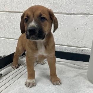 Jimmy, ADOPTABLE, Puppy Male Shepherd.