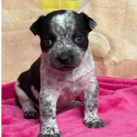 Enlarge Bam Bam, a Adoptable mixed breed in Fort Collins, CO image 1/1