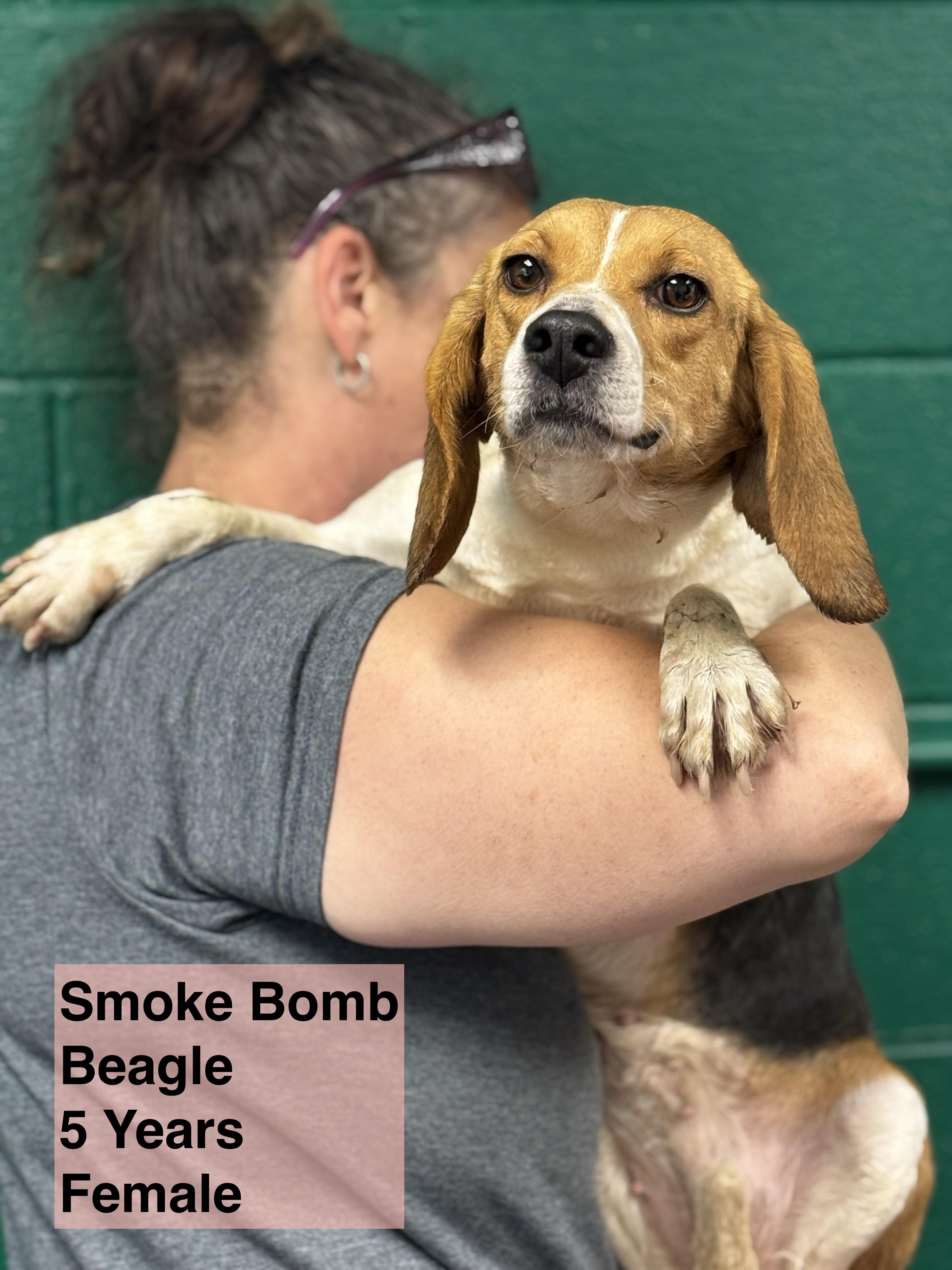 Smoke Bomb