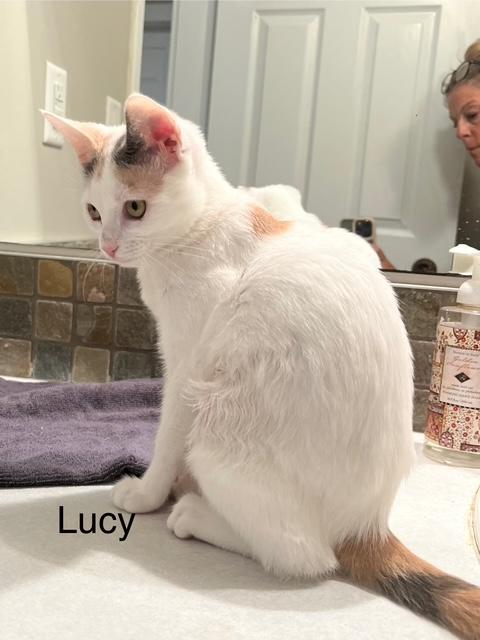 Enlarge Lucy 2, a Adoptable Domestic Short Hair in BURNABY, BC image 1/1