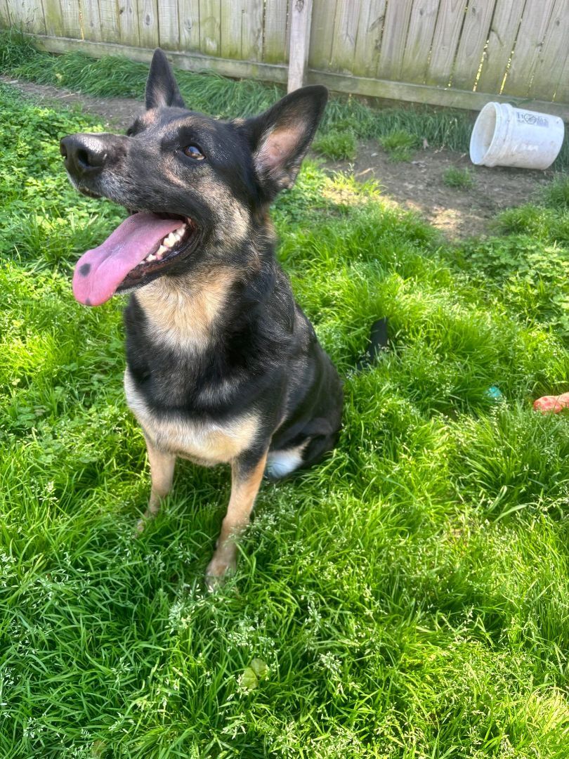 Zeke, a Adopted German Shepherd Dog in Poynette, WI image 1/4
