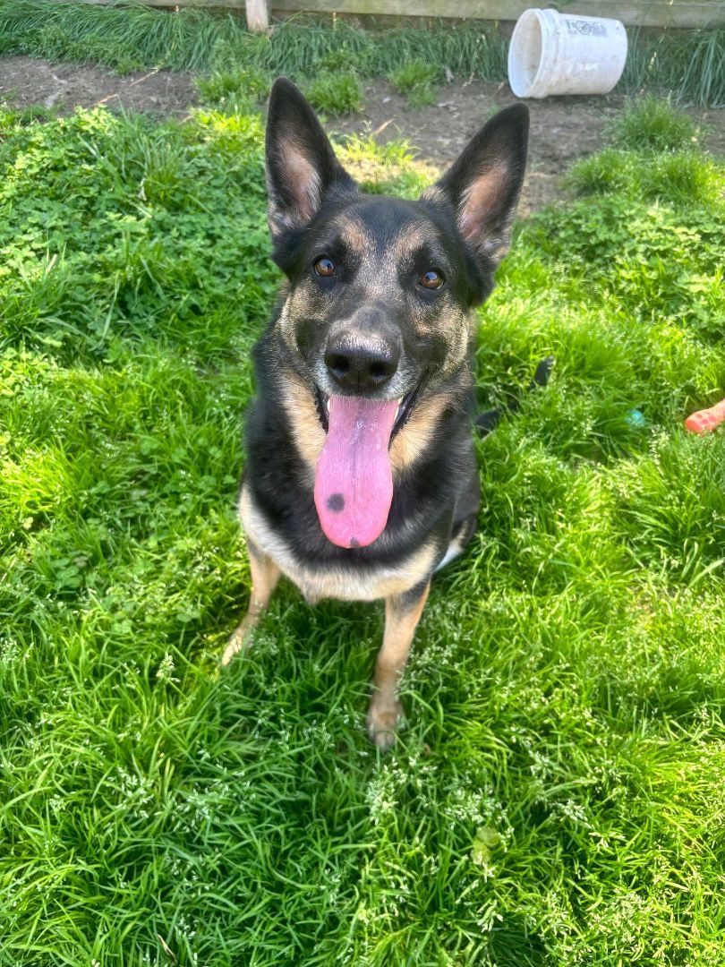 Zeke, a Adopted German Shepherd Dog in Poynette, WI image 2/4