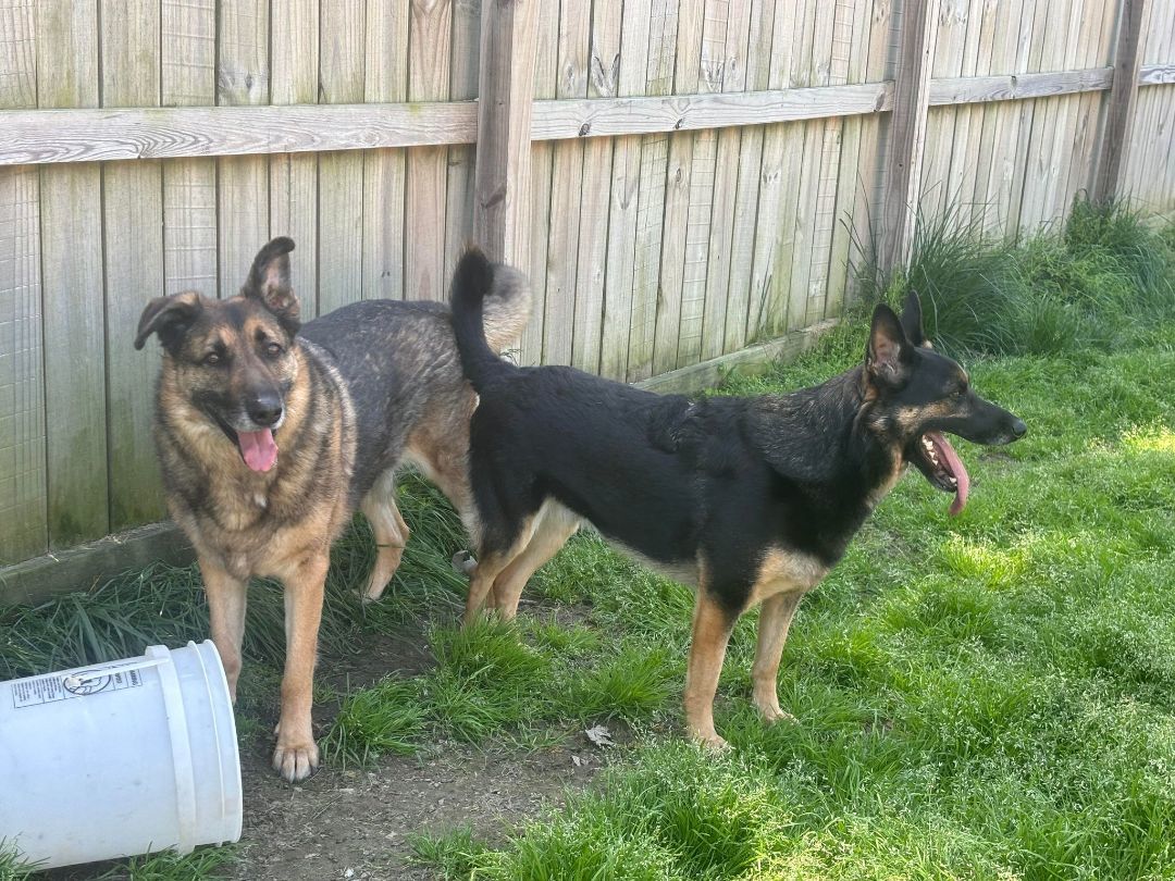 Zeke, a Adopted German Shepherd Dog in Poynette, WI image 3/4