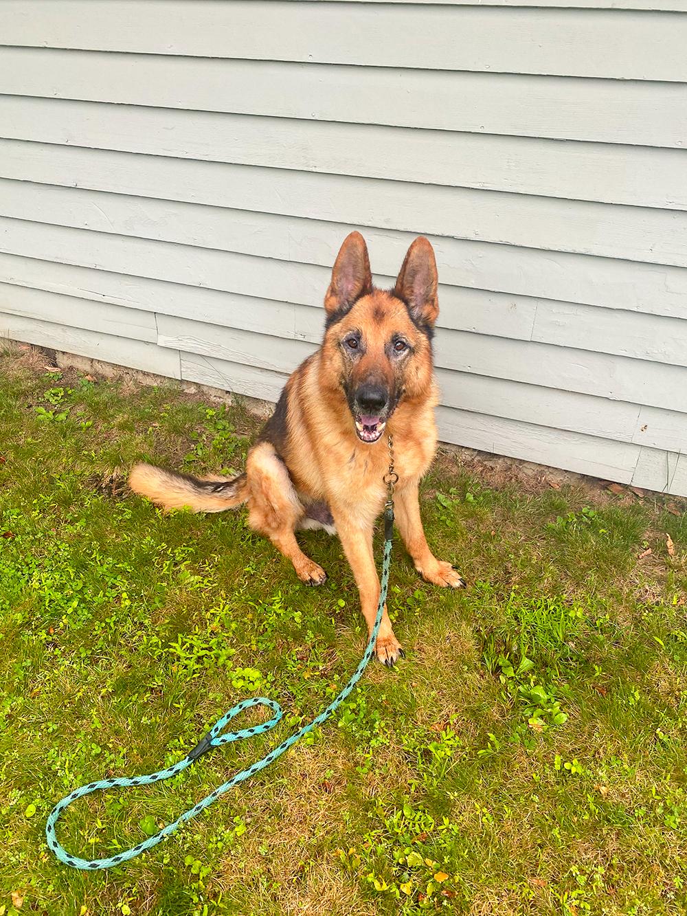 Enlarge Ari, a Adoptable German Shepherd Dog in Millburn, NJ image 1/5