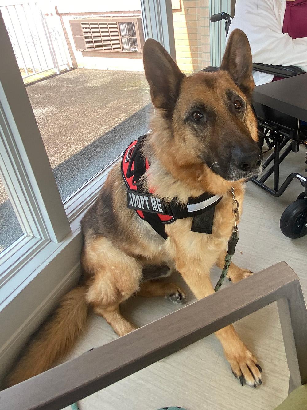 Enlarge Ari, a Adoptable German Shepherd Dog in Millburn, NJ image 2/5