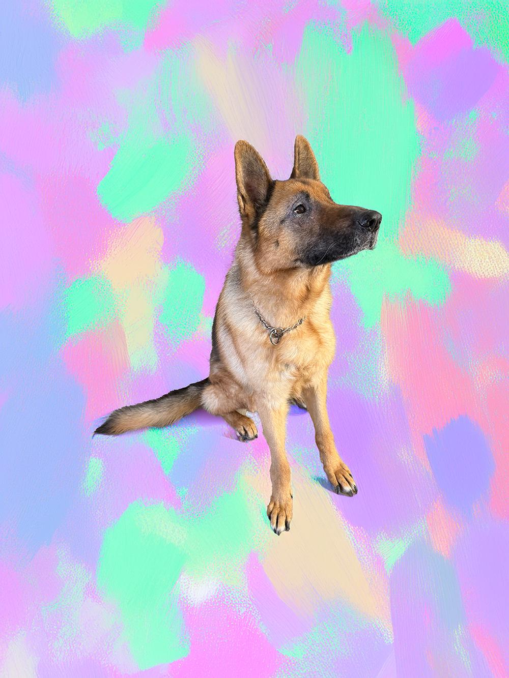 Enlarge Ari, a Adoptable German Shepherd Dog in Millburn, NJ image 3/5