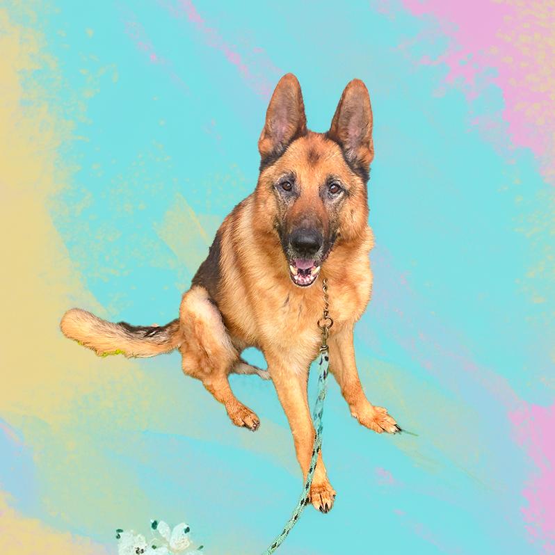 Enlarge Ari, a Adoptable German Shepherd Dog in Millburn, NJ image 4/5