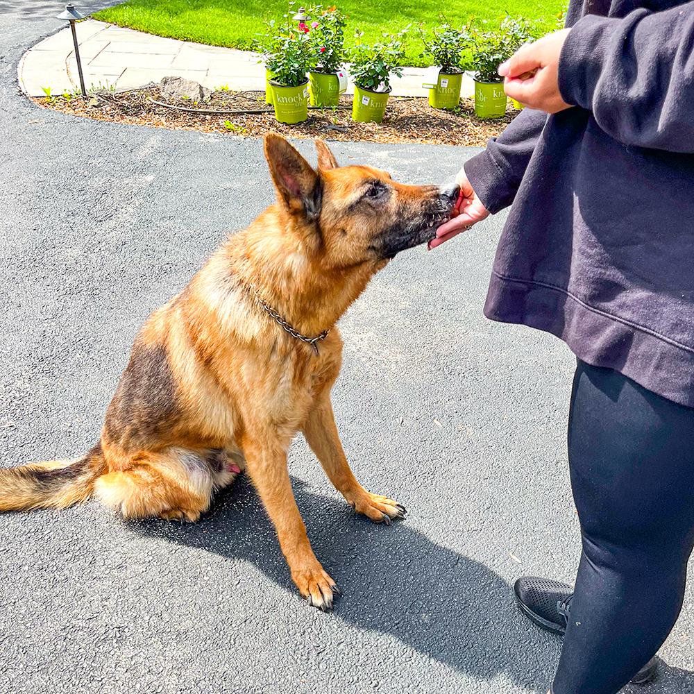 Ari, adopted, Senior Male German Shepherd Dog.