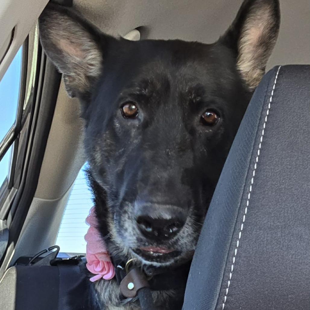 Eileen, a Adoptable German Shepherd Dog in Ramona, CA image 1/6