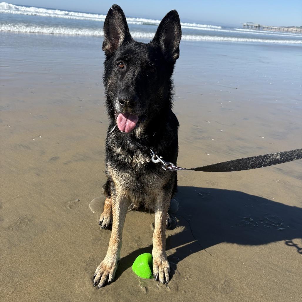 Eileen, a Adoptable German Shepherd Dog in Ramona, CA image 2/6