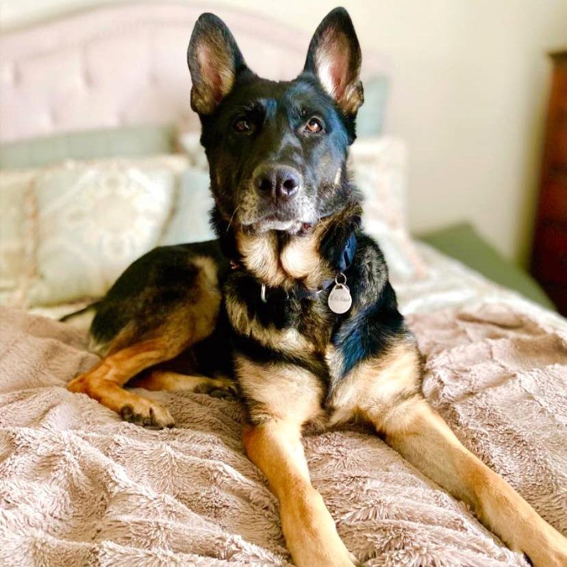 Enlarge Ellie, a Adoptable German Shepherd Dog in Ramona, CA image 3/6