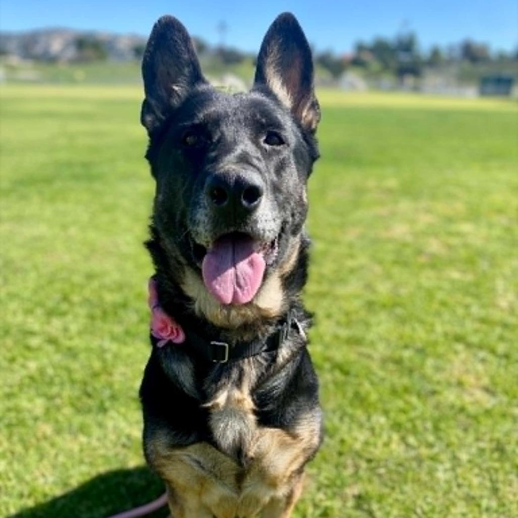 Enlarge Ellie, a Adoptable German Shepherd Dog in Ramona, CA image 4/6