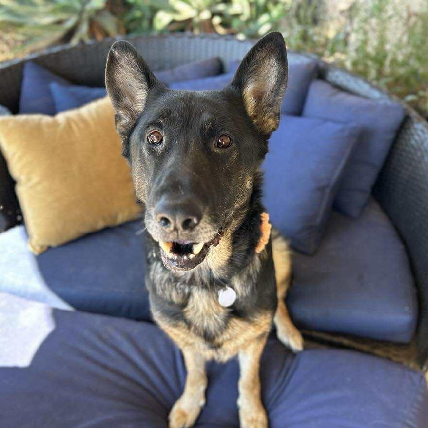 Eileen, a Adoptable German Shepherd Dog in Ramona, CA image 4/6