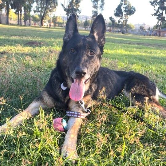 Eileen, a Adoptable German Shepherd Dog in Ramona, CA image 5/6