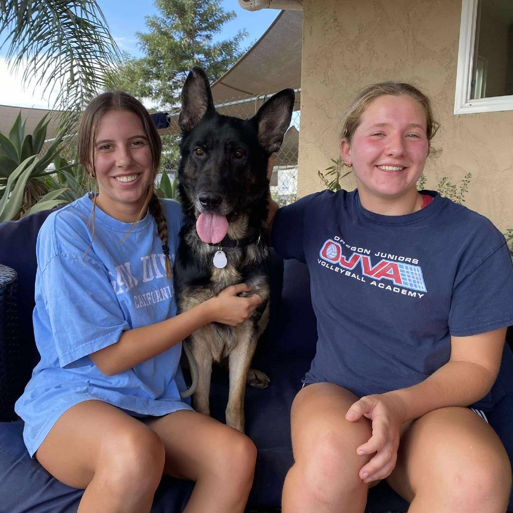 Eileen, a Adoptable German Shepherd Dog in Ramona, CA image 6/6