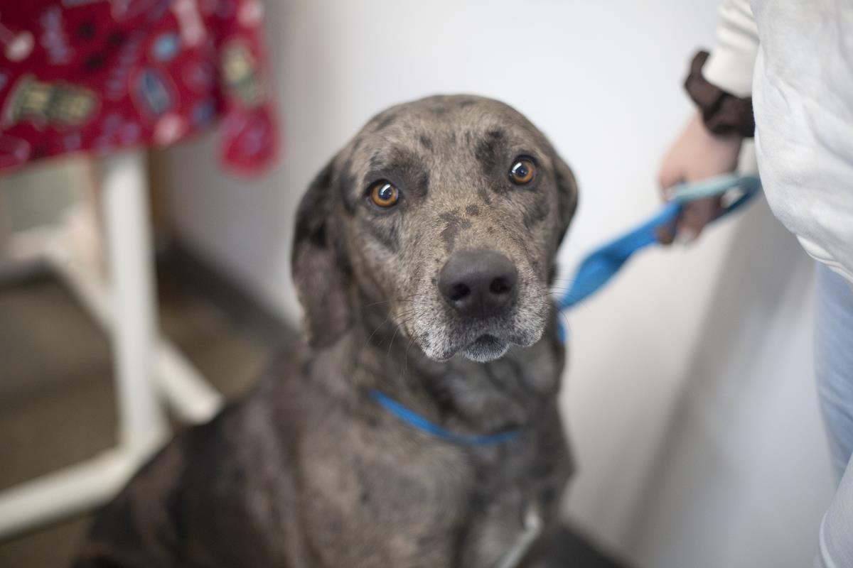 Mobius, Adoptable, Adult Male Catahoula Leopard Dog & Mountain Cur.