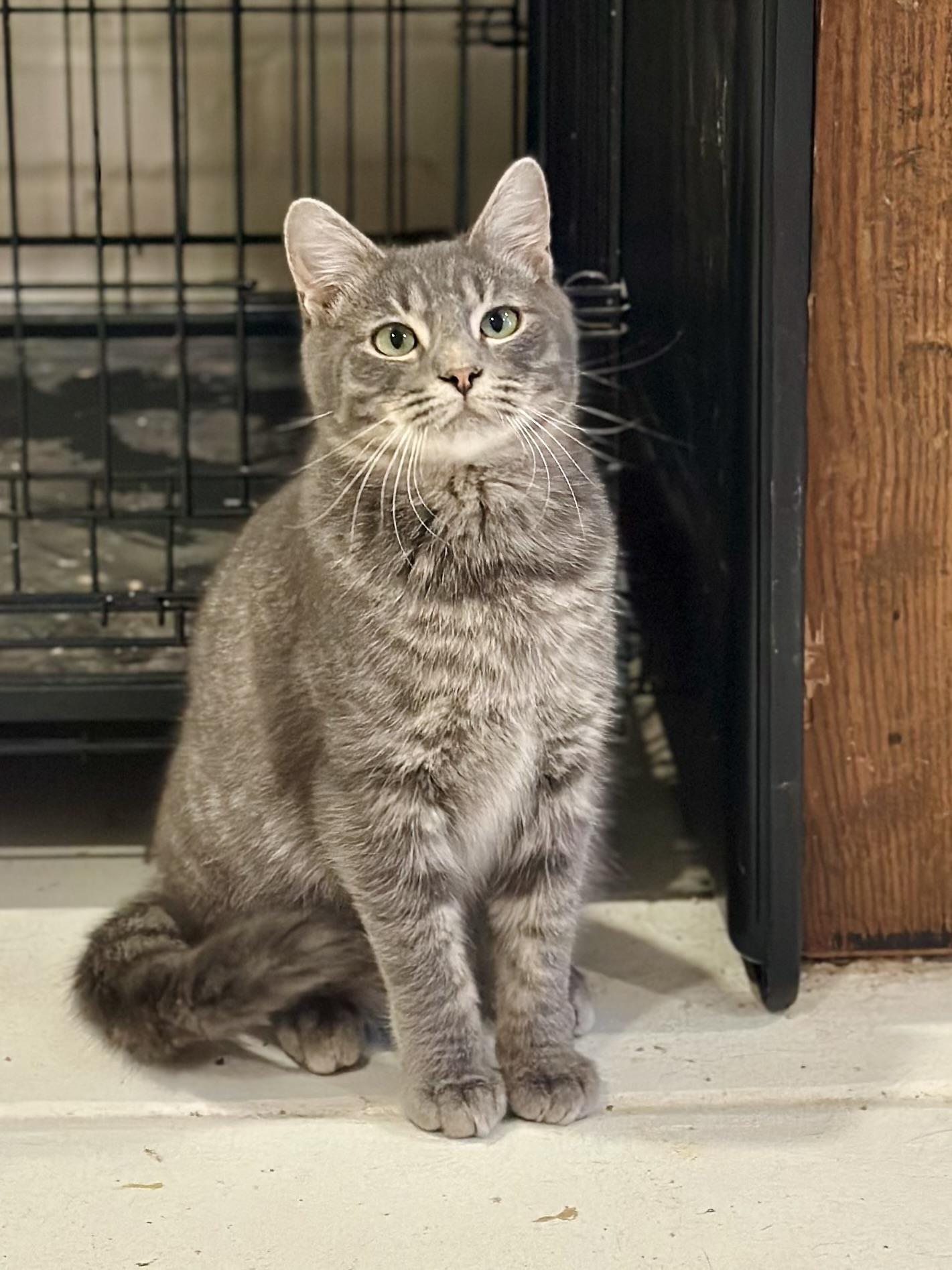 Schooner, Adoptable, Young Male Domestic Short Hair.