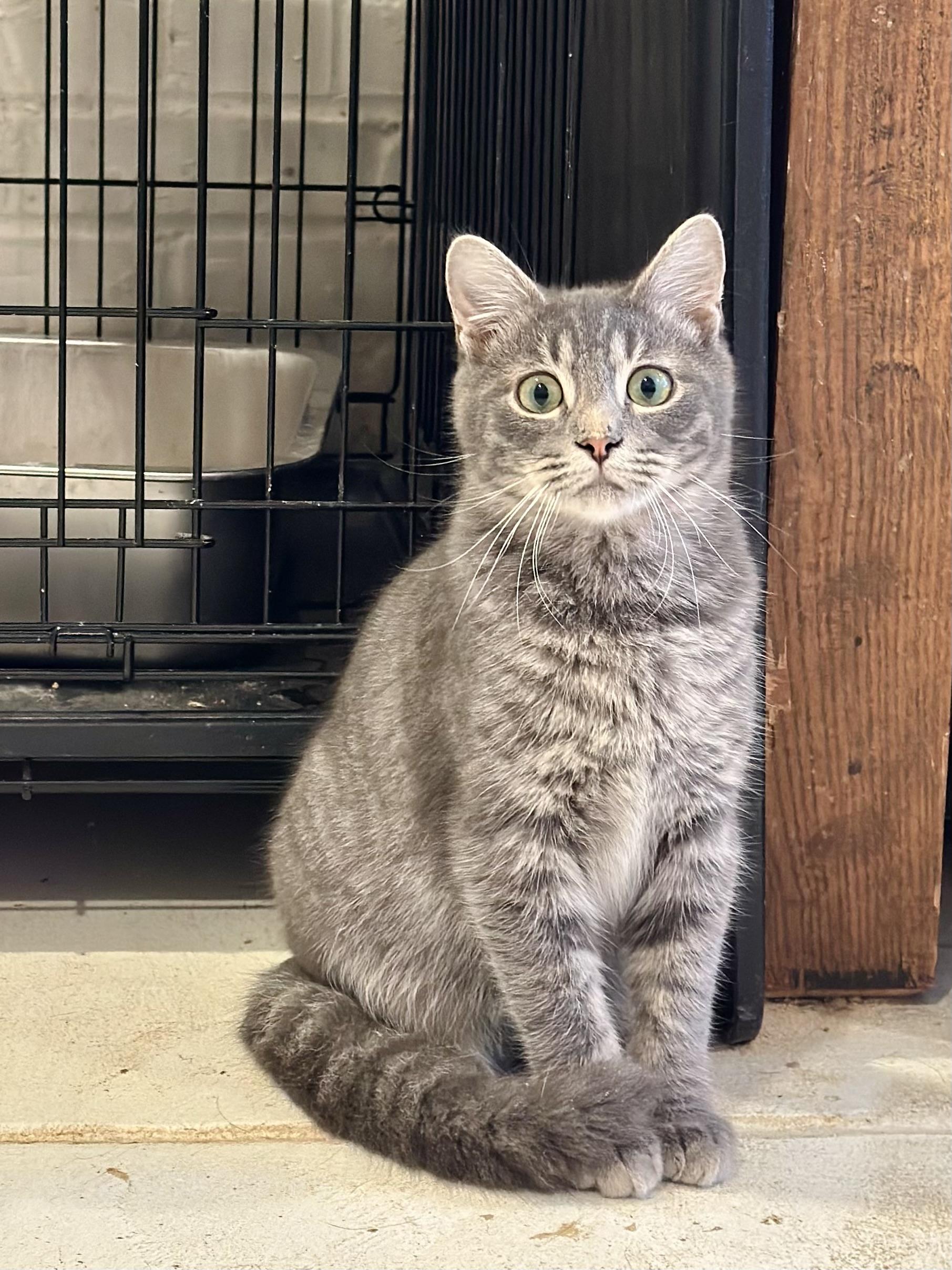 Enlarge Schooner, a Adoptable Domestic Short Hair in Suffolk, VA image 2/6