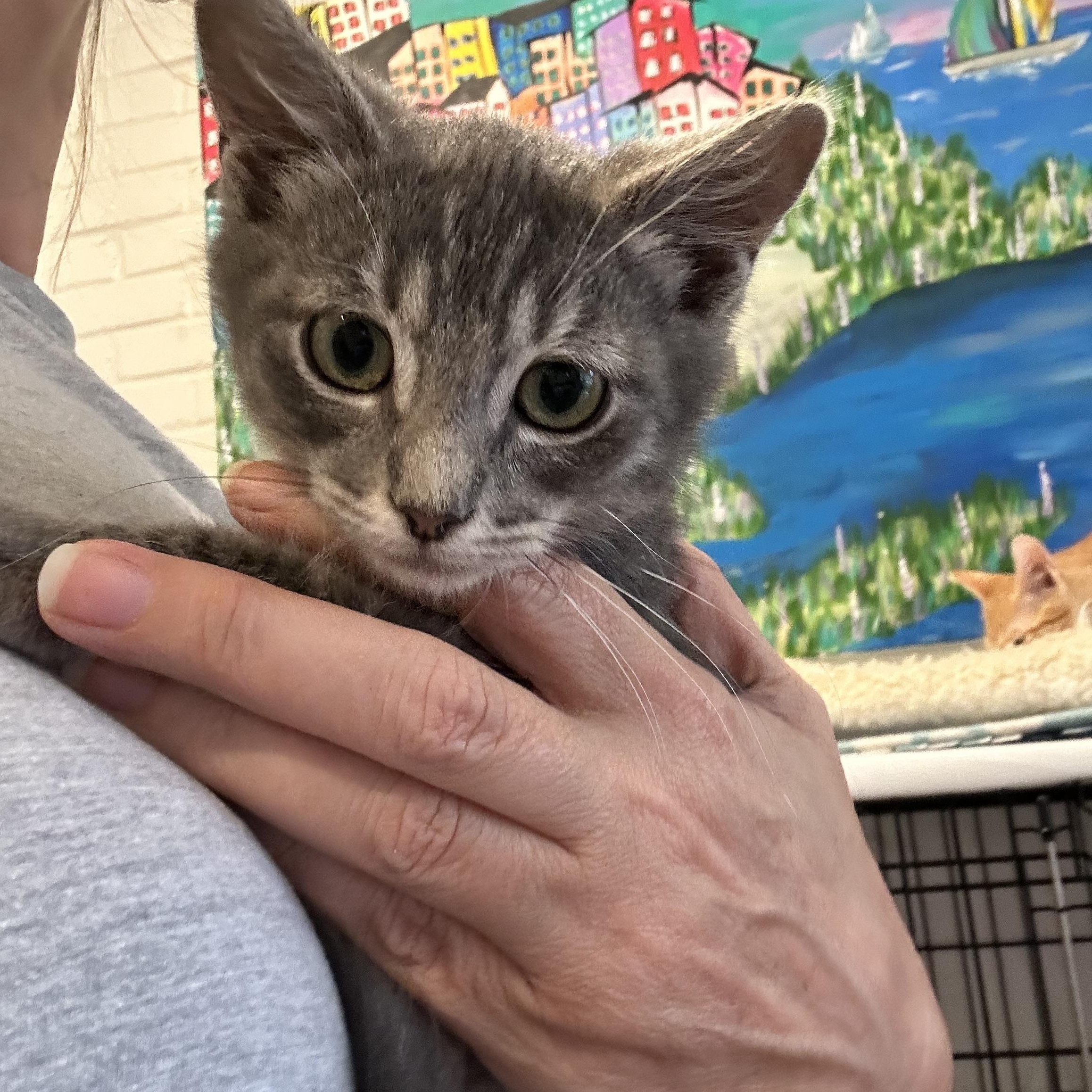 Enlarge Schooner, a Adoptable Domestic Short Hair in Suffolk, VA image 5/6