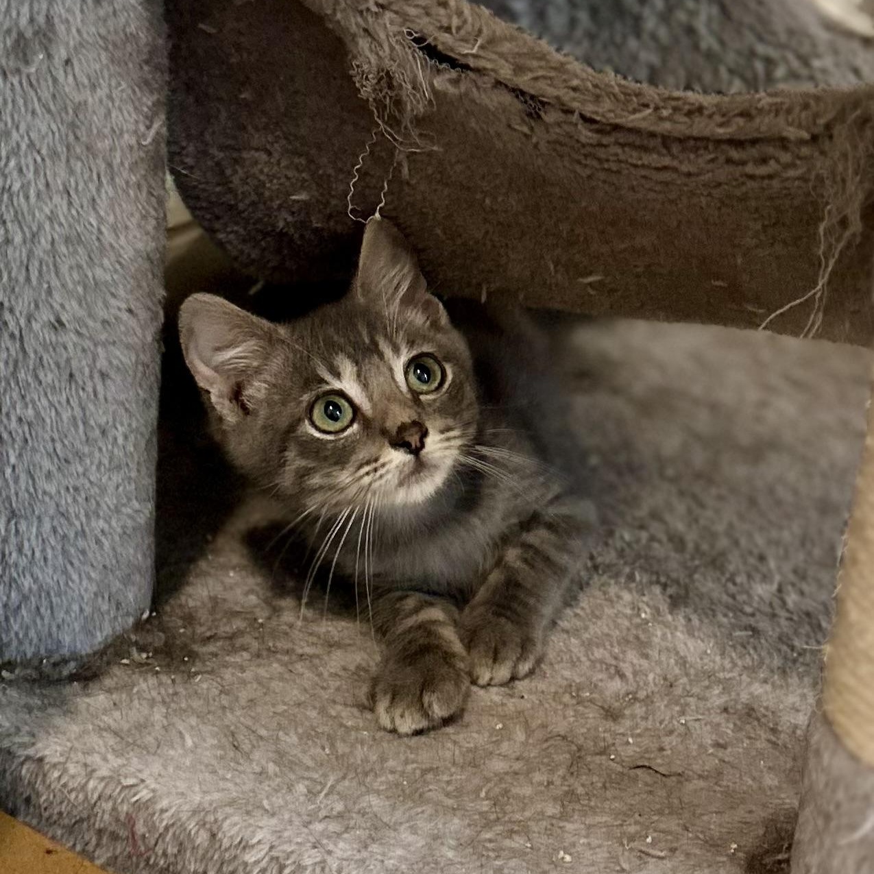 Enlarge Schooner, a Adoptable Domestic Short Hair in Suffolk, VA image 2/6