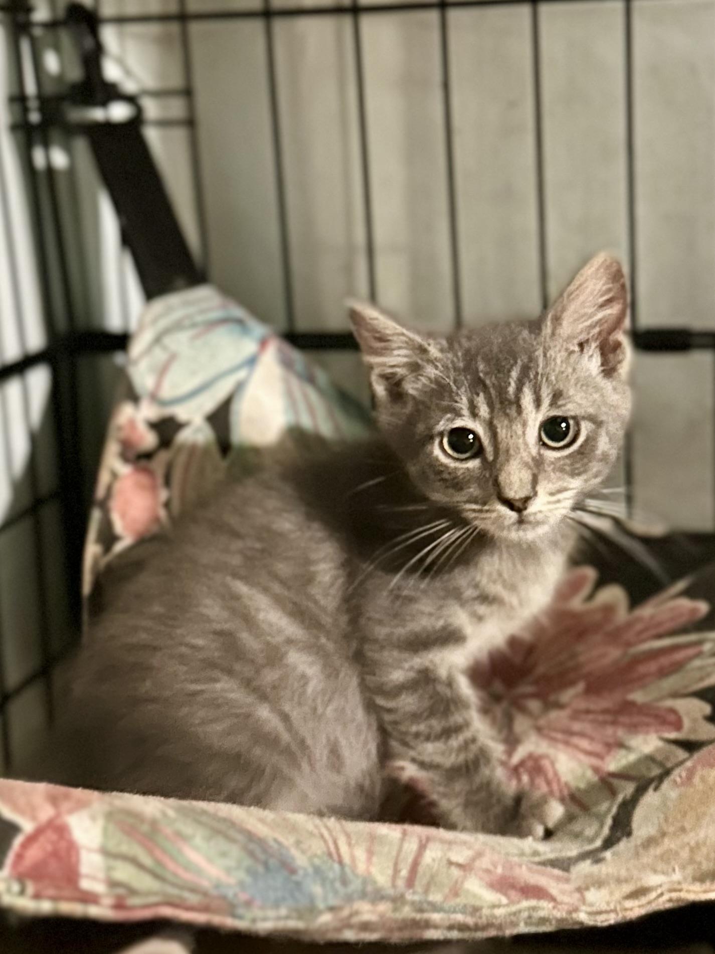 Enlarge Schooner, a Adoptable Domestic Short Hair in Suffolk, VA image 1/6