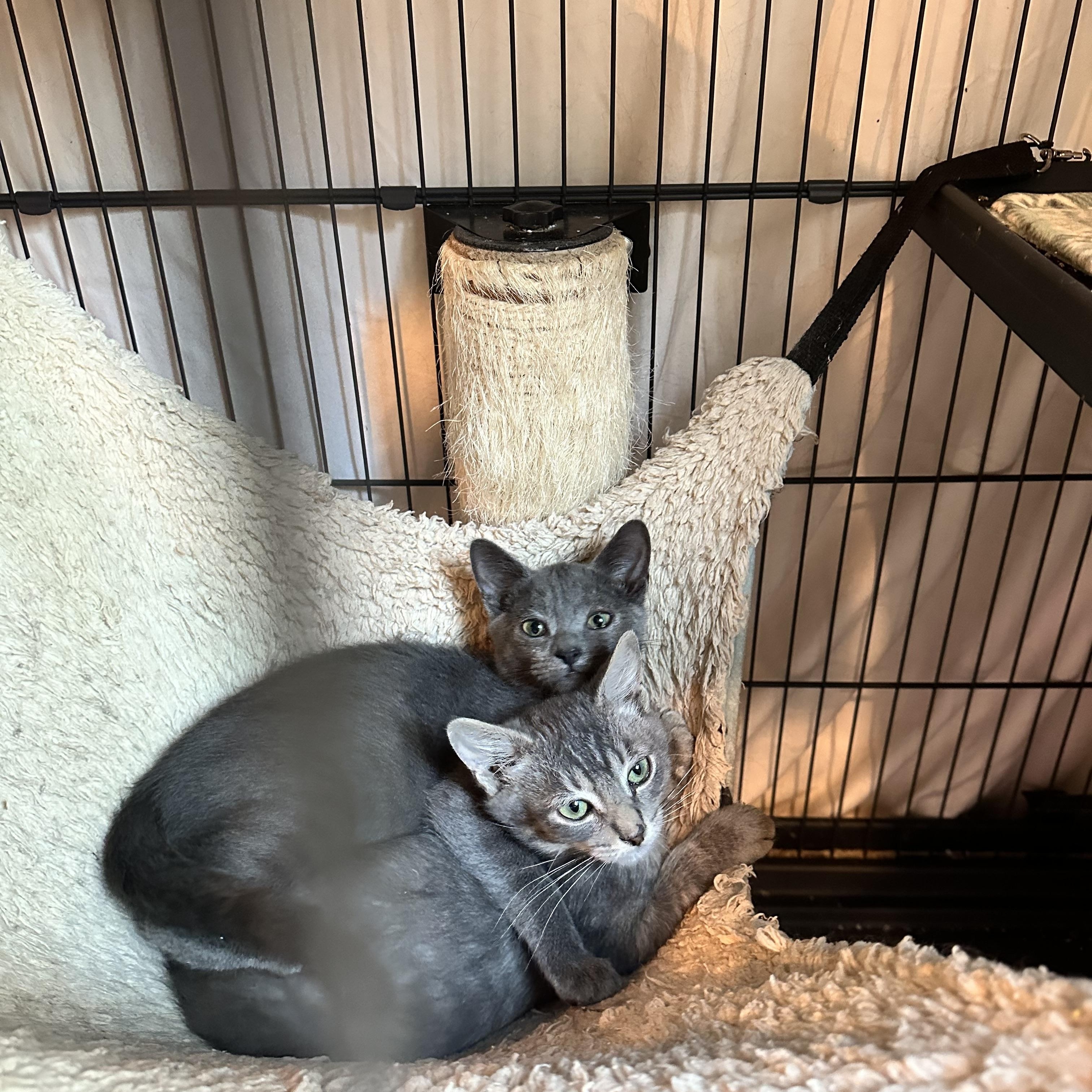 Enlarge Schooner, a Adoptable Domestic Short Hair in Suffolk, VA image 3/6