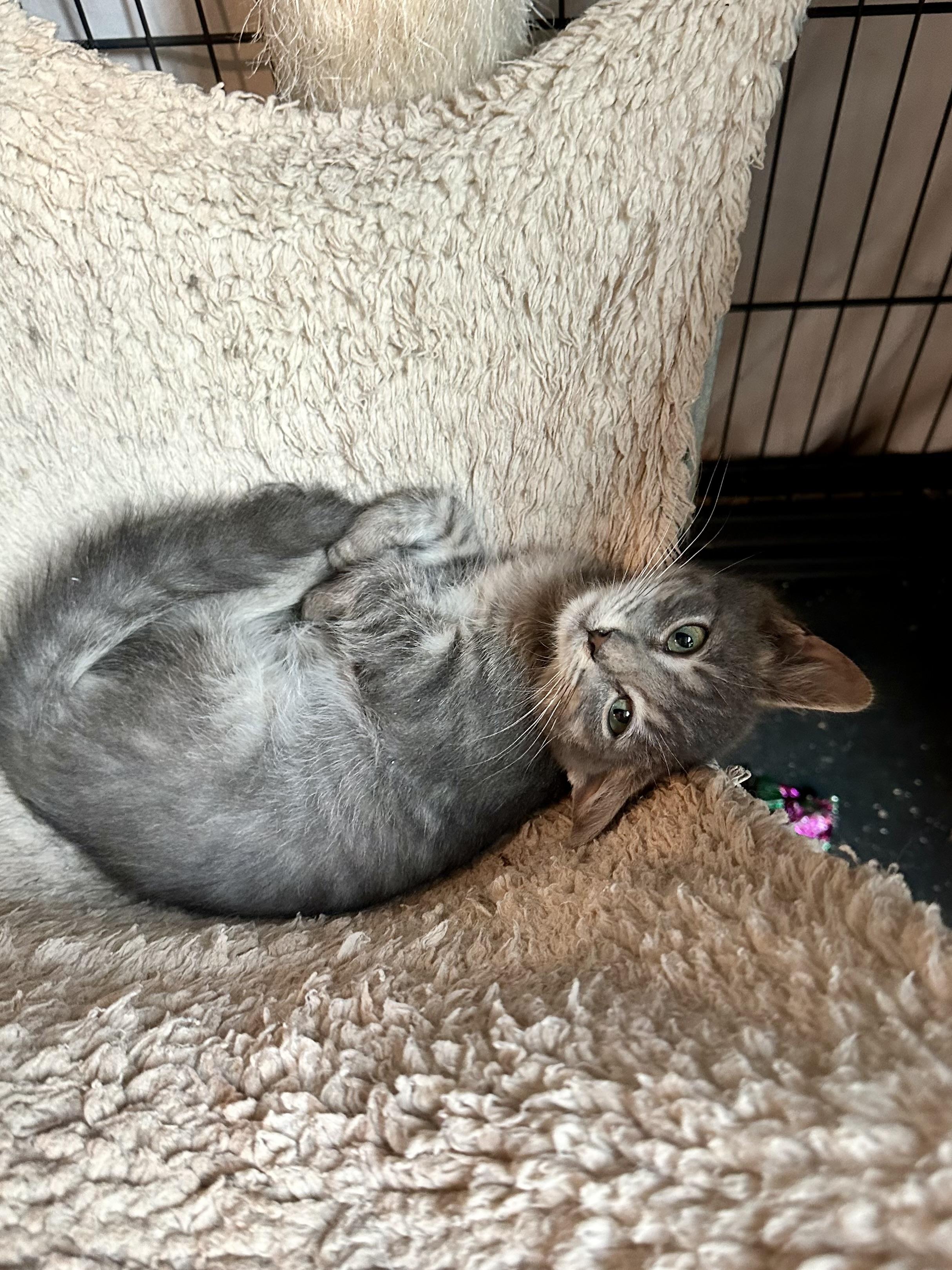 Enlarge Schooner, a Adoptable Domestic Short Hair in Suffolk, VA image 4/6