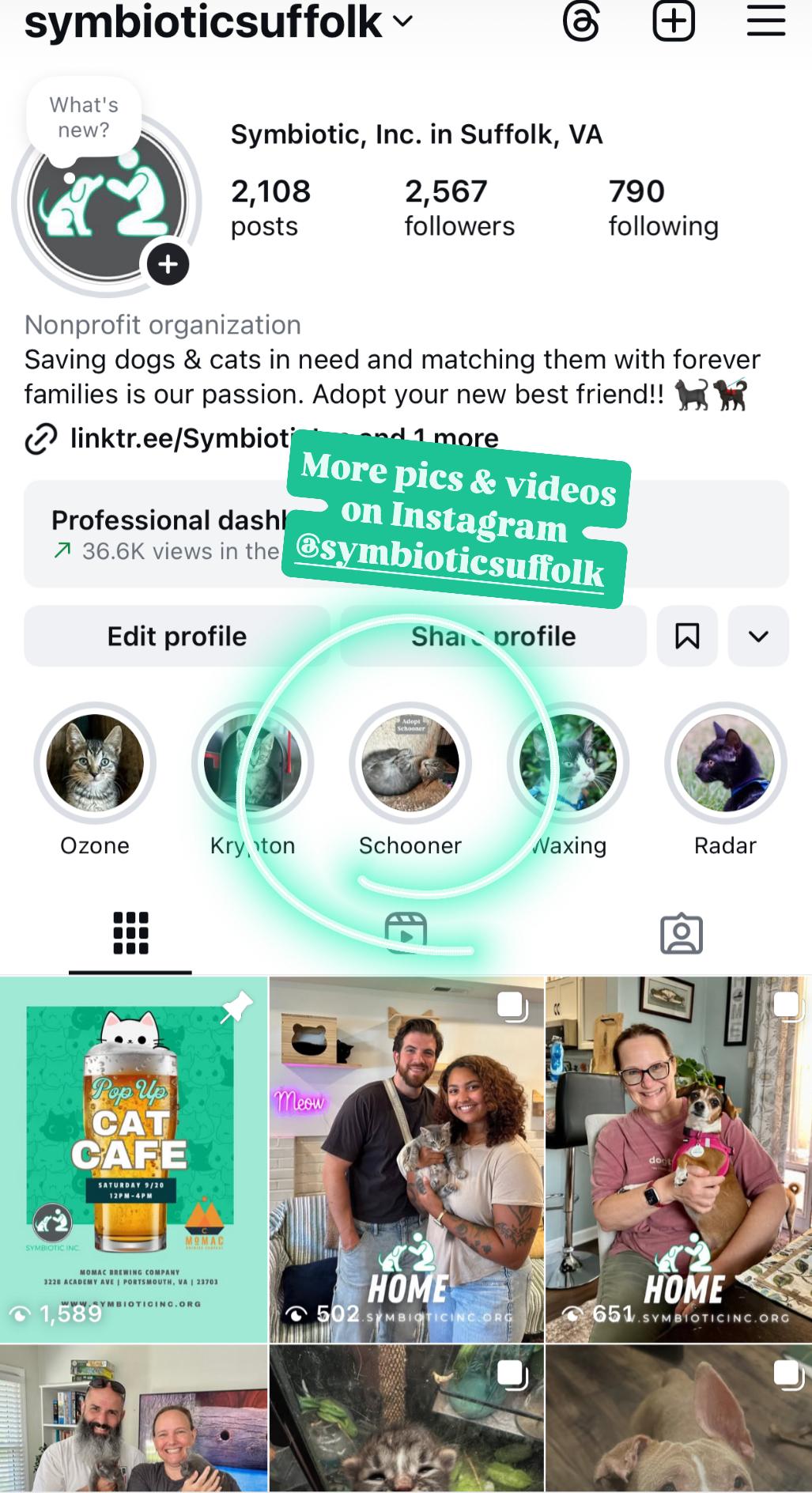 Enlarge Schooner, a Adoptable Domestic Short Hair in Suffolk, VA image 6/6