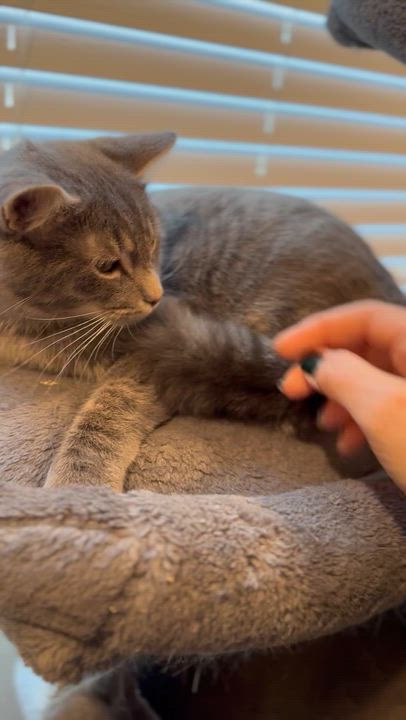 Enlarge Schooner, a Adoptable Domestic Short Hair in Suffolk, VA video 6/6