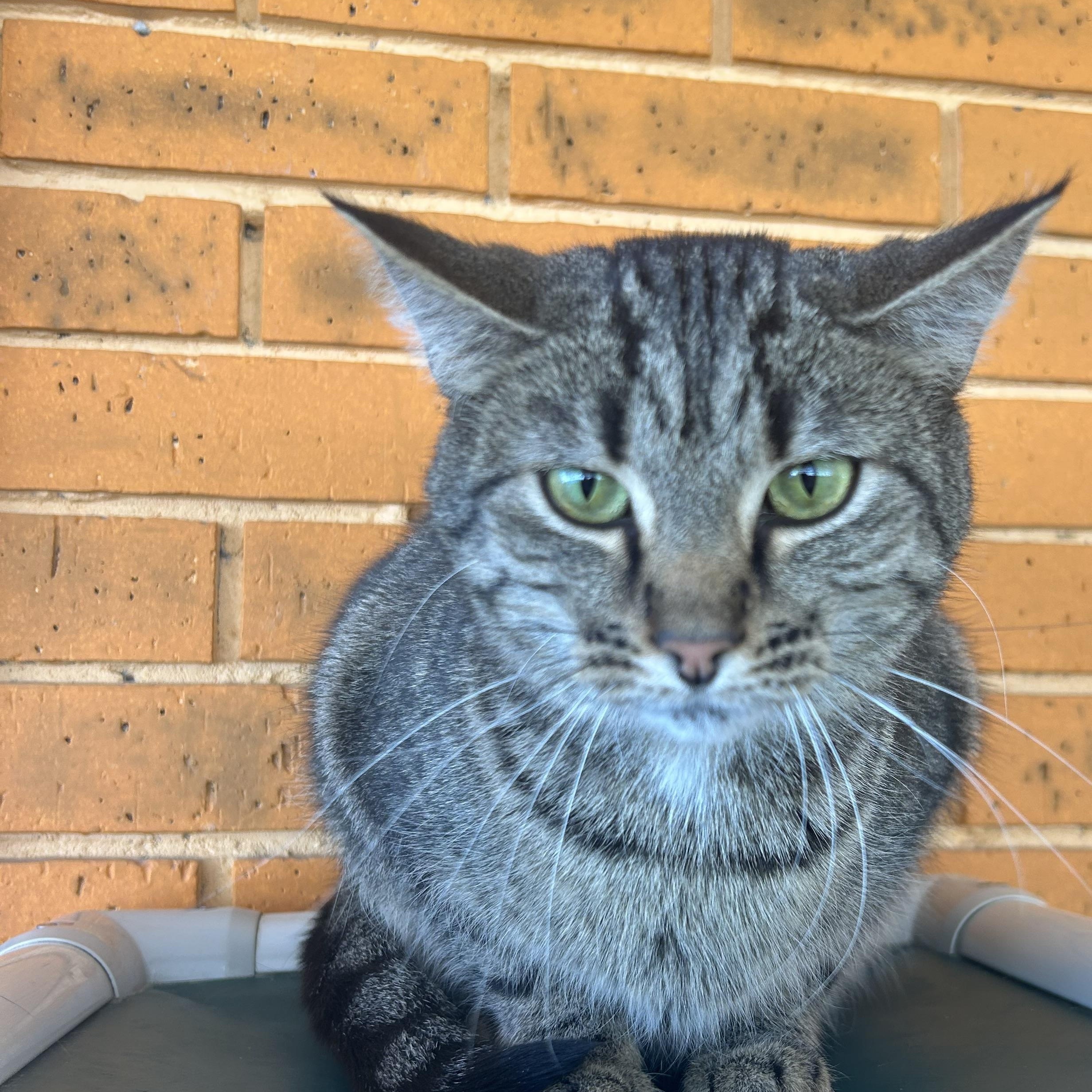 Enlarge Tinker, Jovi, & Chai, a Adoptable Tabby in Madison Heights, MI image 3/3