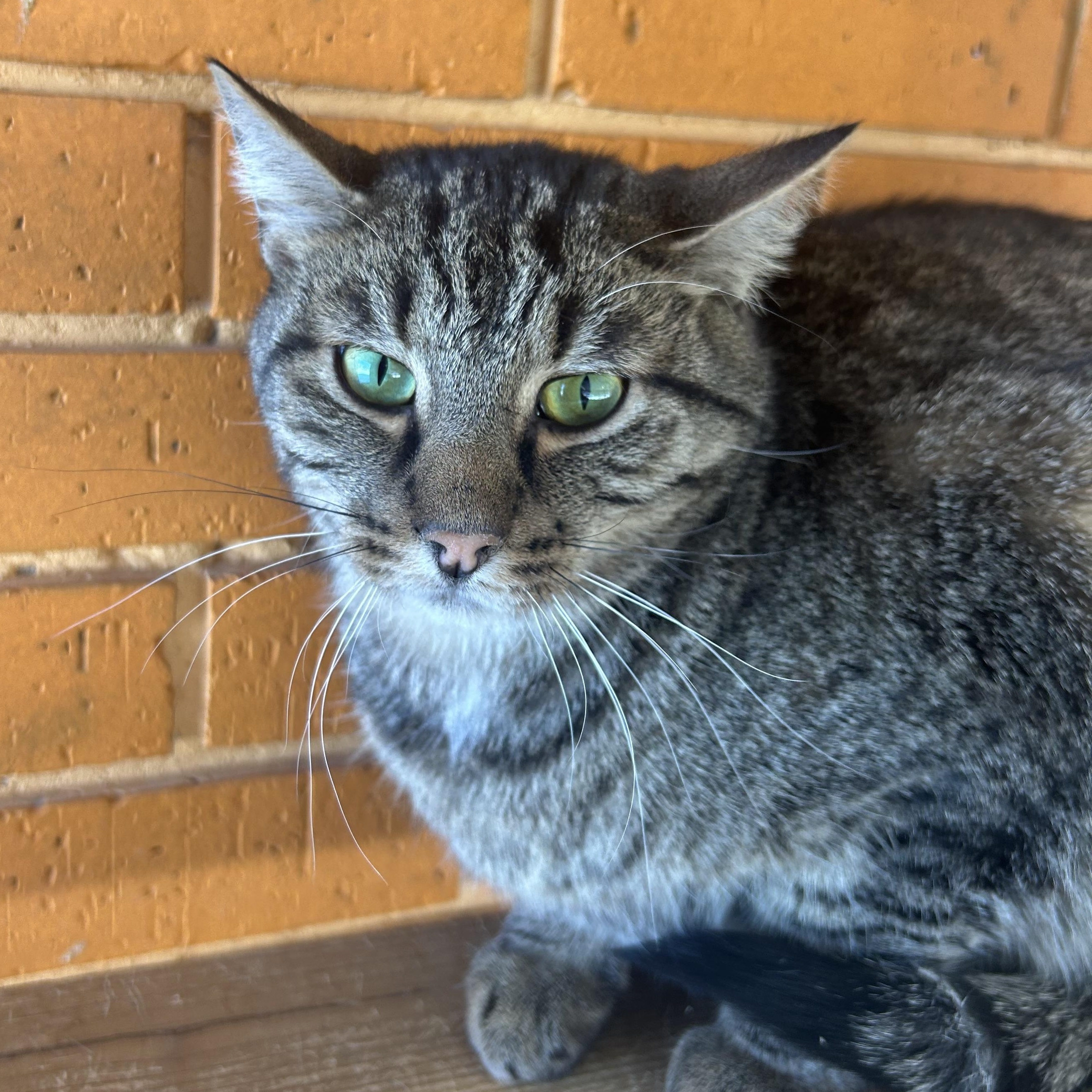 Enlarge Tinker, Jovi, & Chai, a Adoptable Tabby in Madison Heights, MI image 2/3
