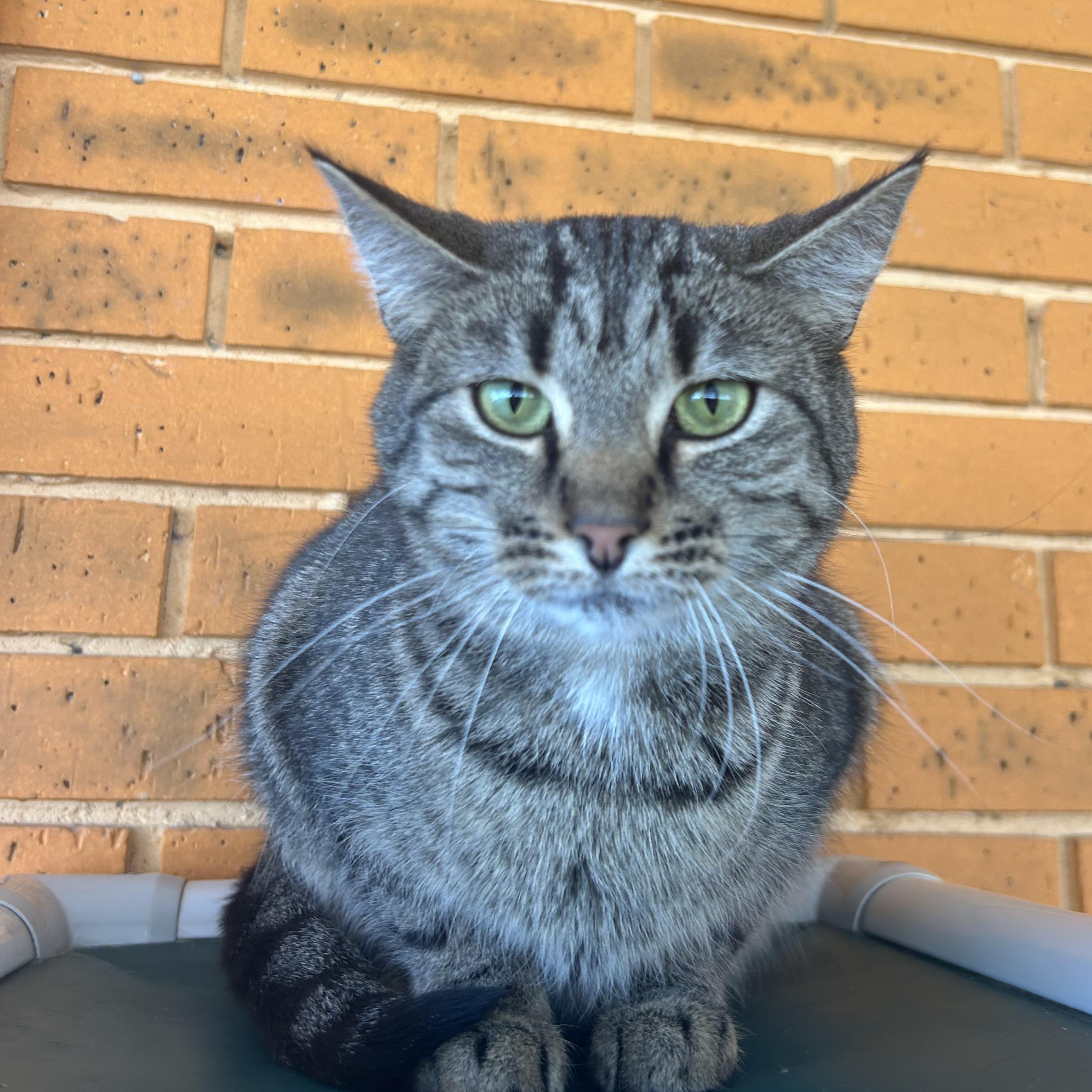 Tinker, Jovi, & Chai, Adoptable, Adult Male Tabby.