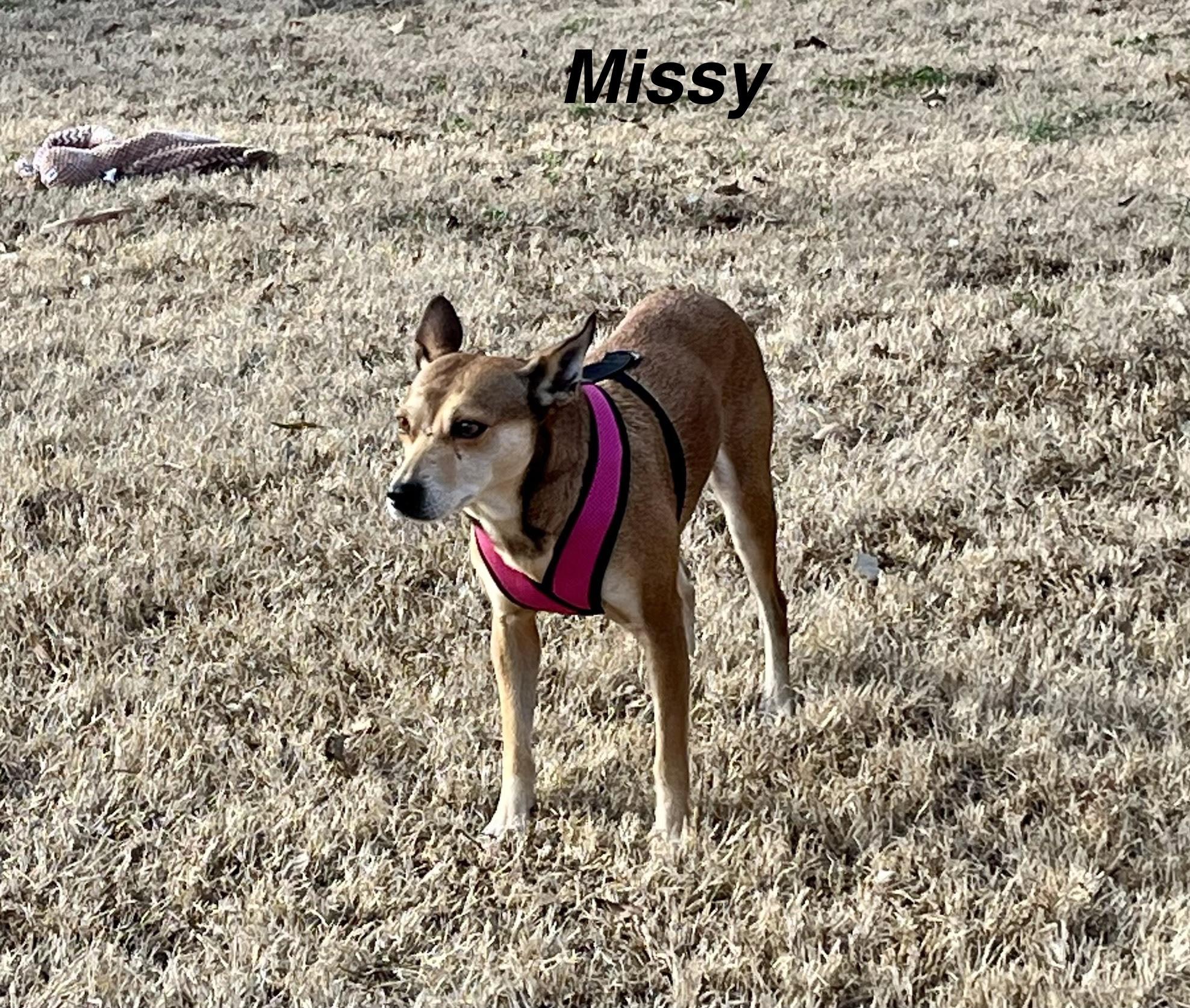 Missy thumbnail 3
