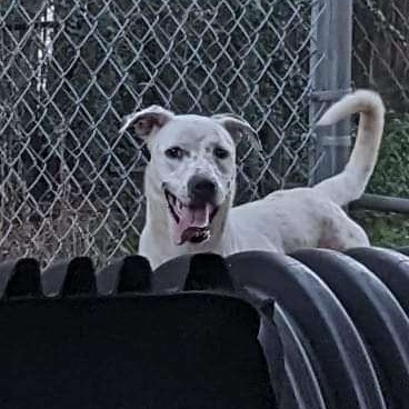 Jaime, a Adoptable Mixed Breed image 2/3