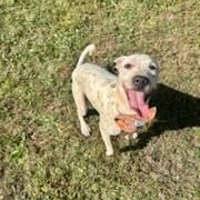 Jaime, a Adoptable Mixed Breed image 1/3