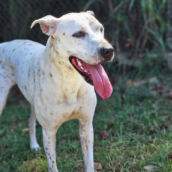 Jaime, Adoptable, Adult Female Mixed Breed.
