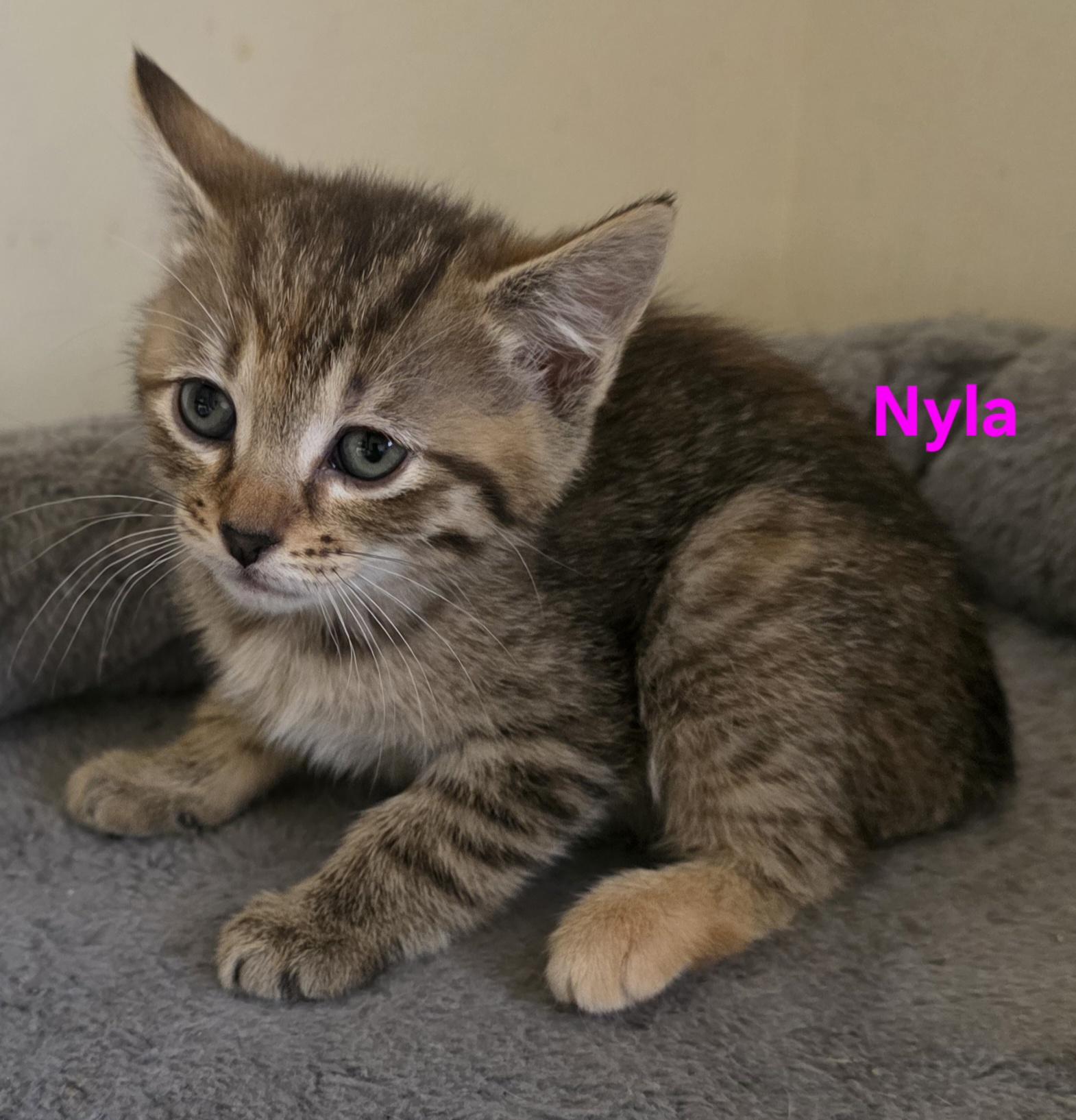 Nyla, adopted, Kitten Female Domestic Short Hair.
