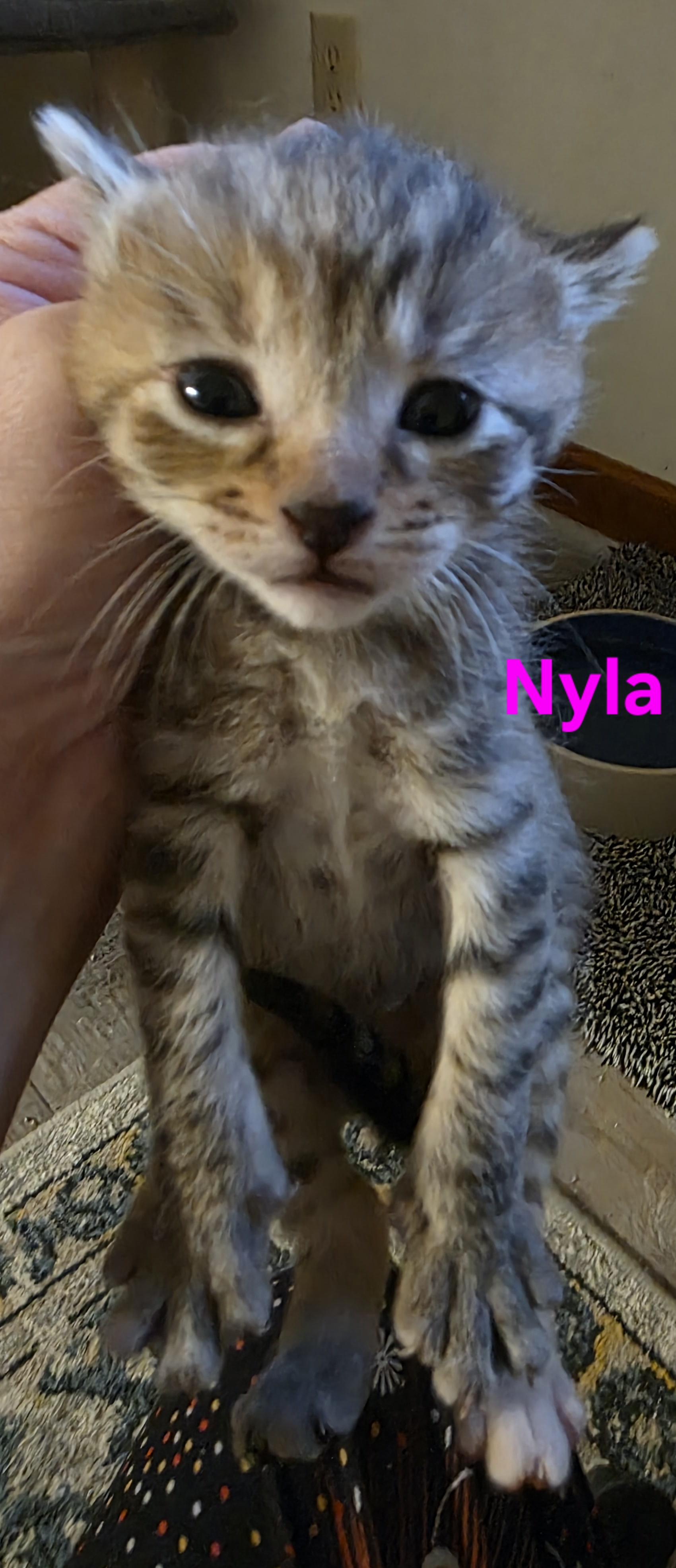 Nyla, an adopted Domestic Short Hair in Jamesville, NY image 2/5