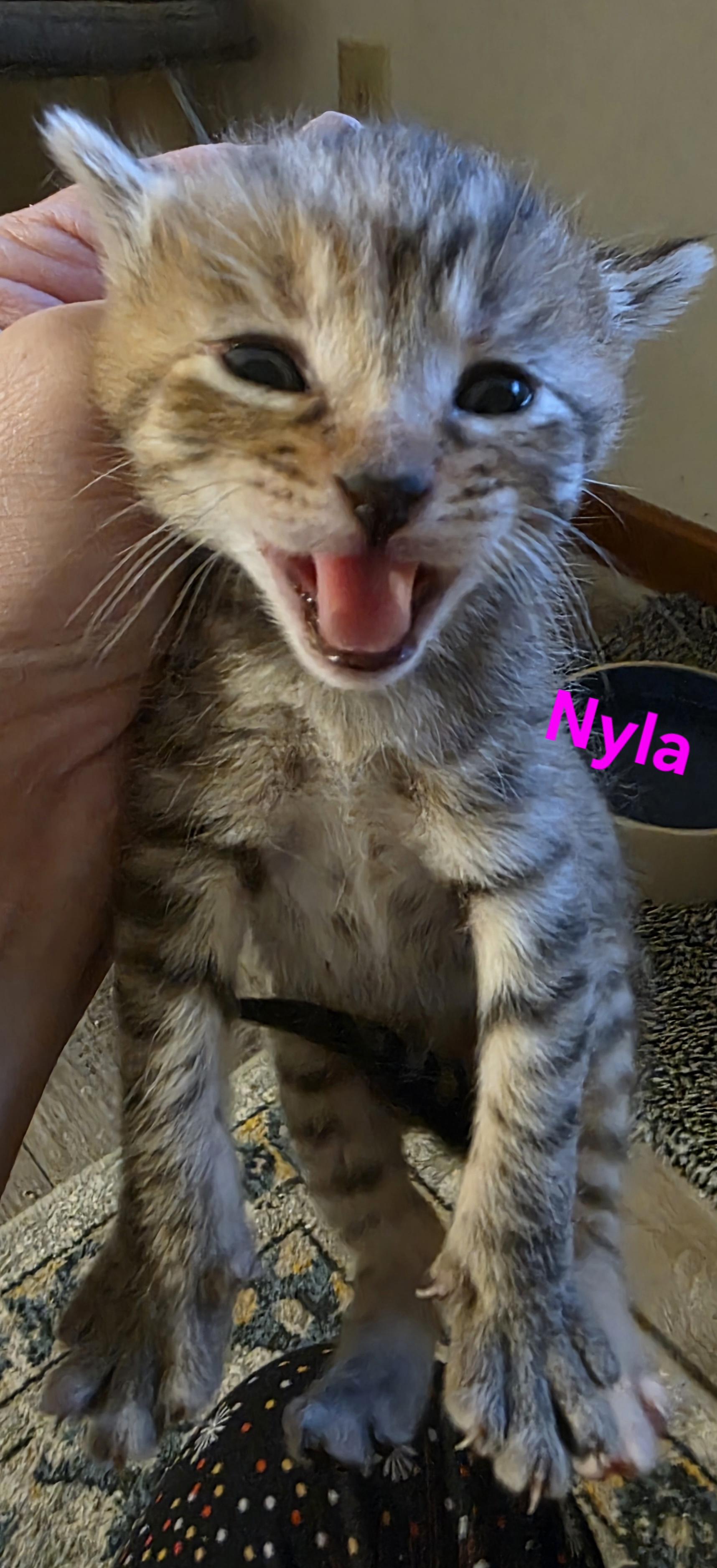 Nyla, an adopted Domestic Short Hair in Jamesville, NY image 3/5
