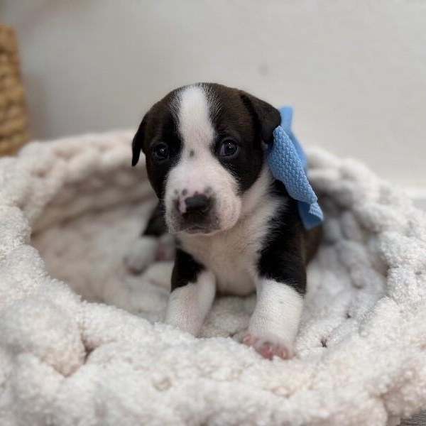 George Washington Bridge — thumbnail 4