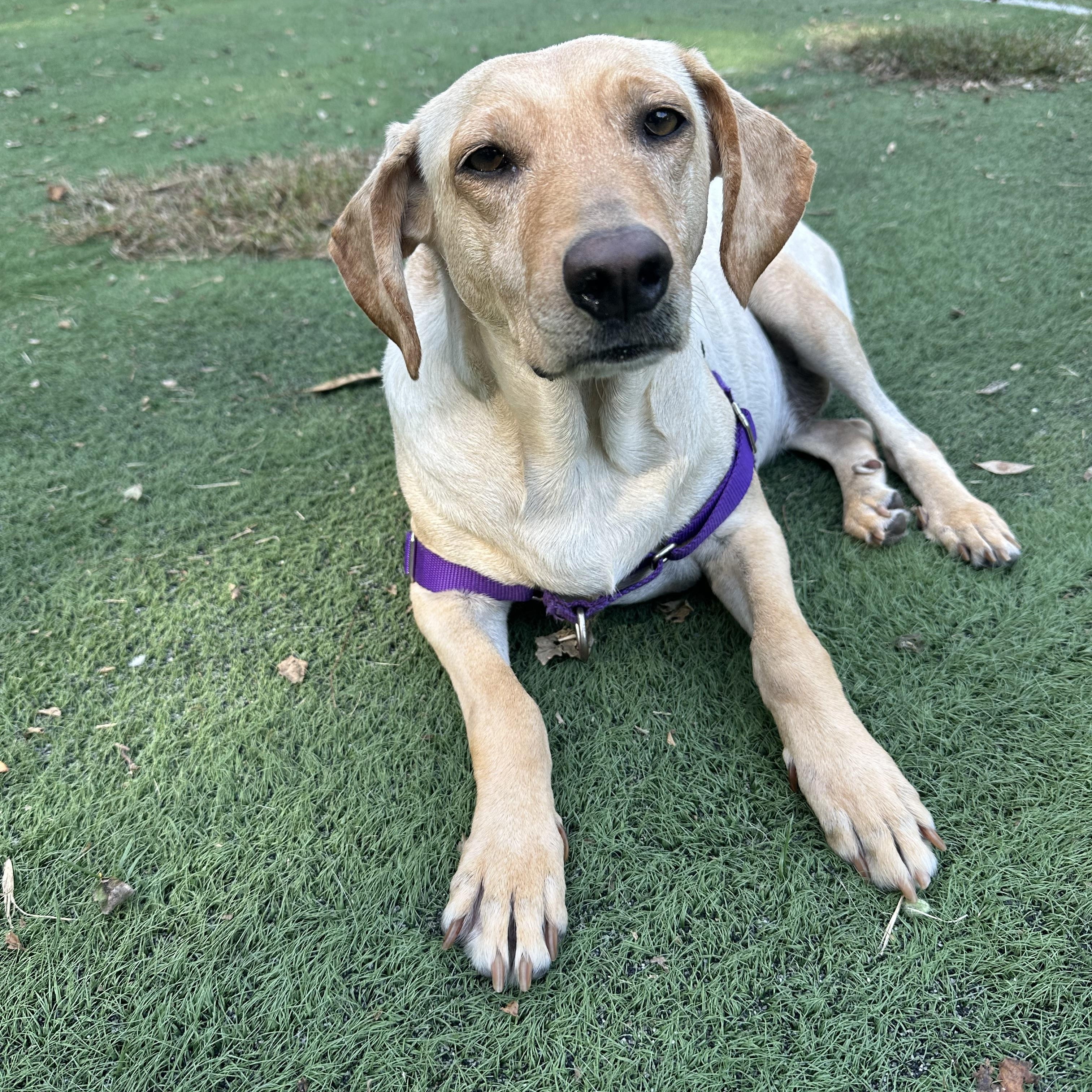 Georgia, Adoptable, Adult Female Mixed Breed.