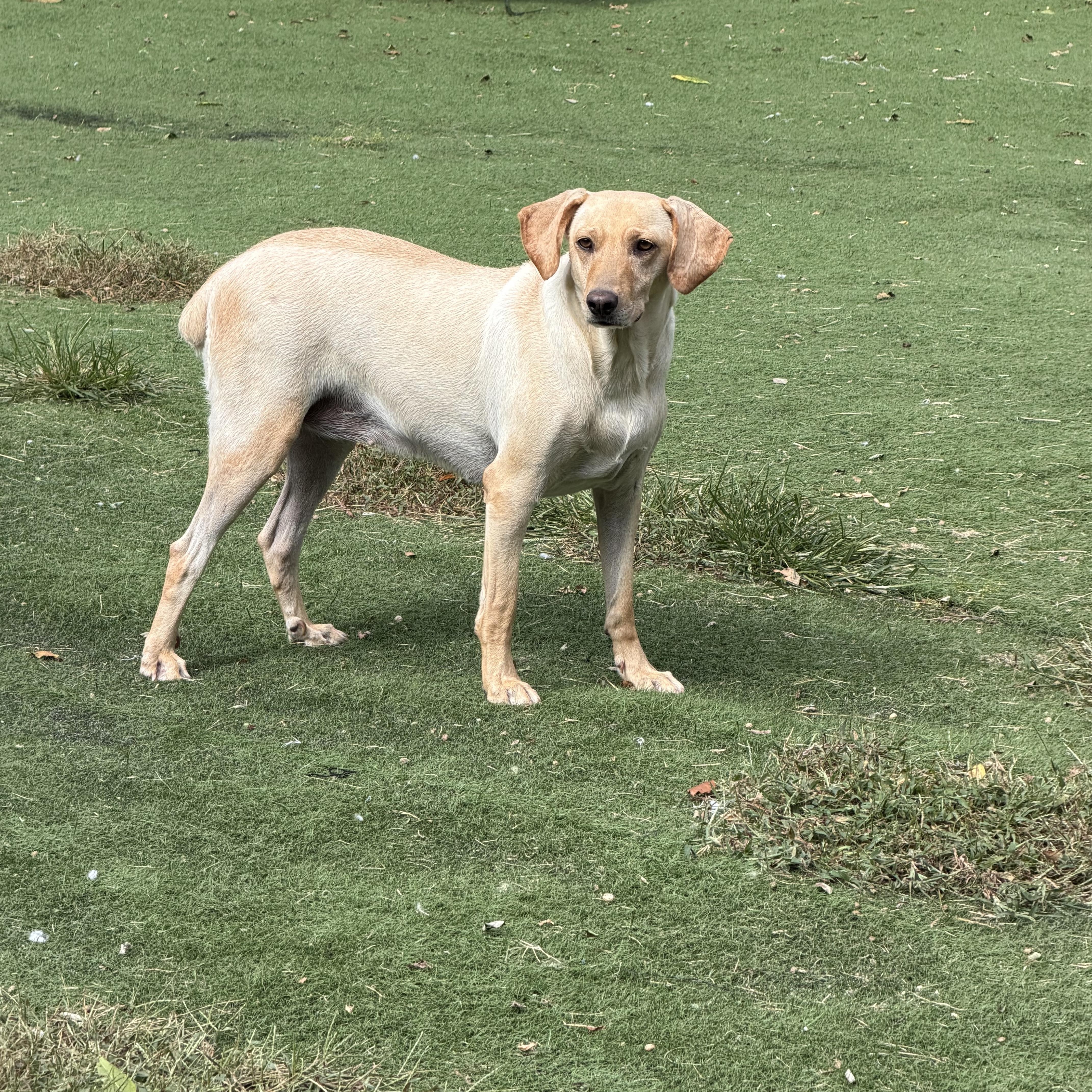 Georgia, Adoptable, Adult Female Mixed Breed.