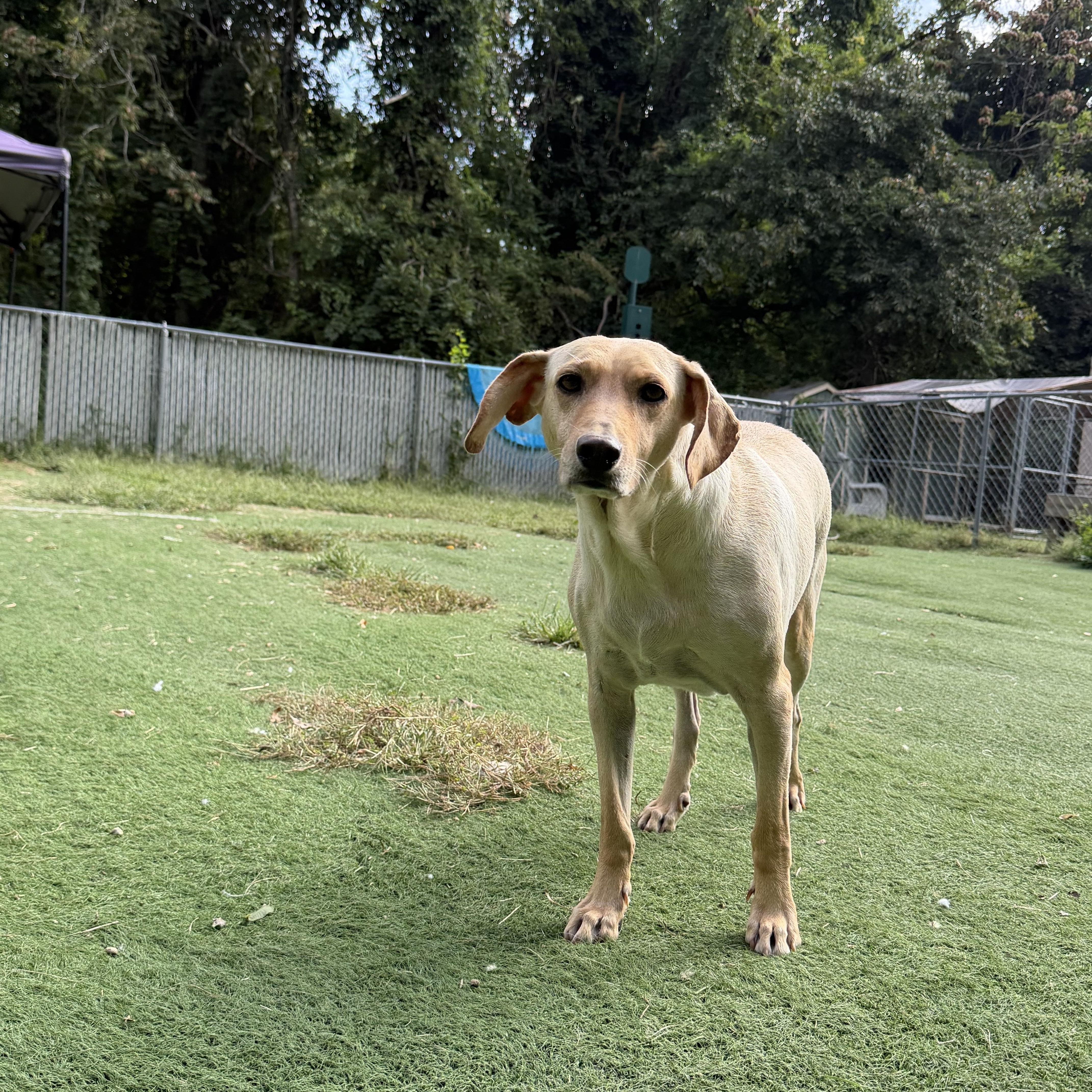 Enlarge Georgia, a Adoptable mixed breed in Ocean View, NJ image 2/2