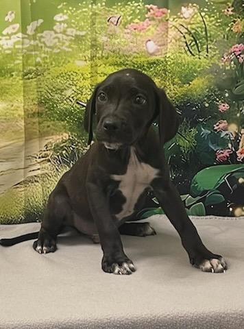 Americano, Young Male Black Labrador Retriever
