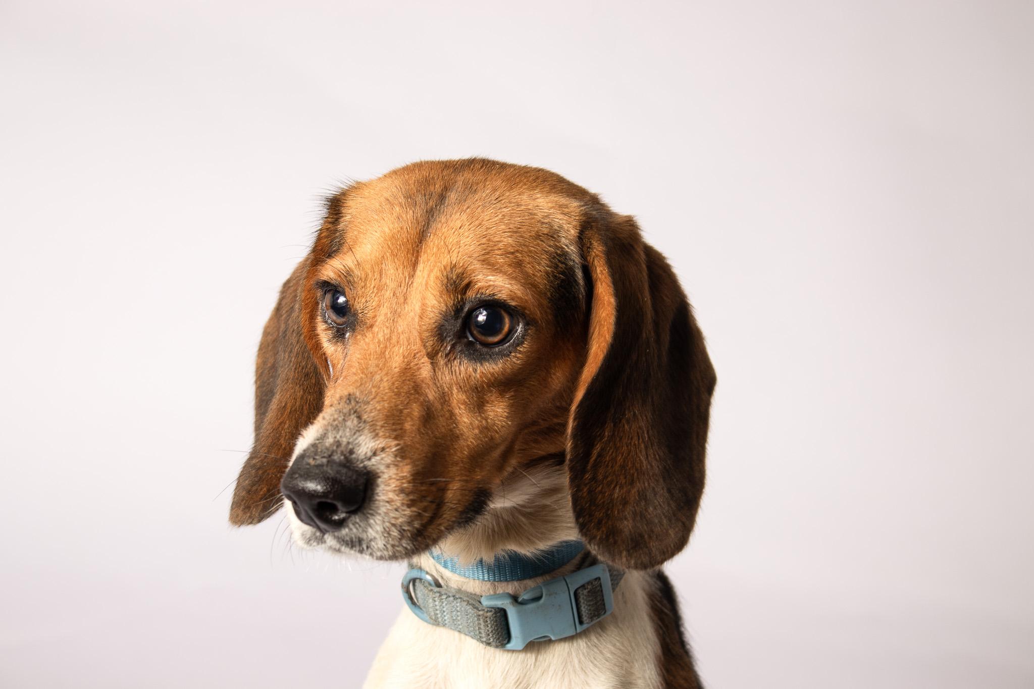 Enlarge Bambi, a Adoptable Beagle in Plaquemine, LA image 1/1