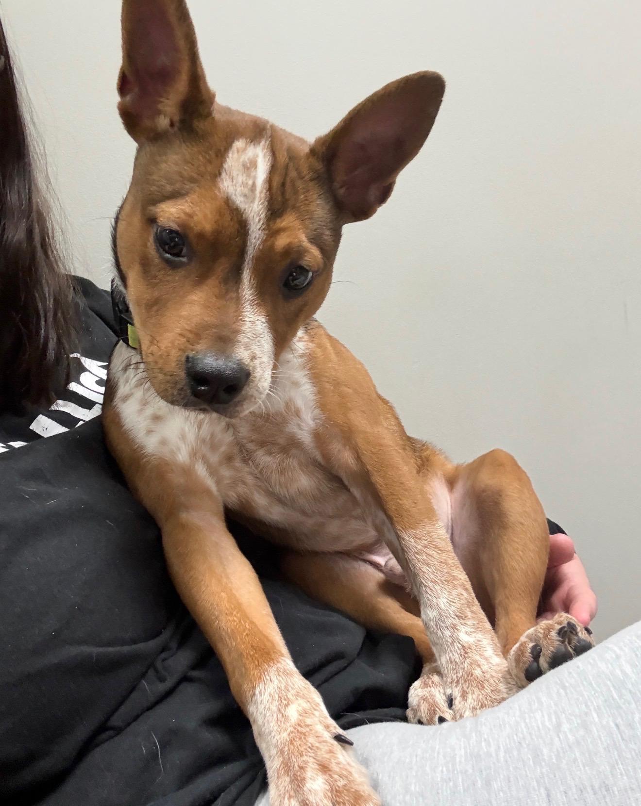 Bruno, Adoptable, Young Male Australian Cattle Dog / Blue Heeler & American Bully.